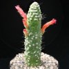 Cleistocactus_jujuyensis_monstruosa